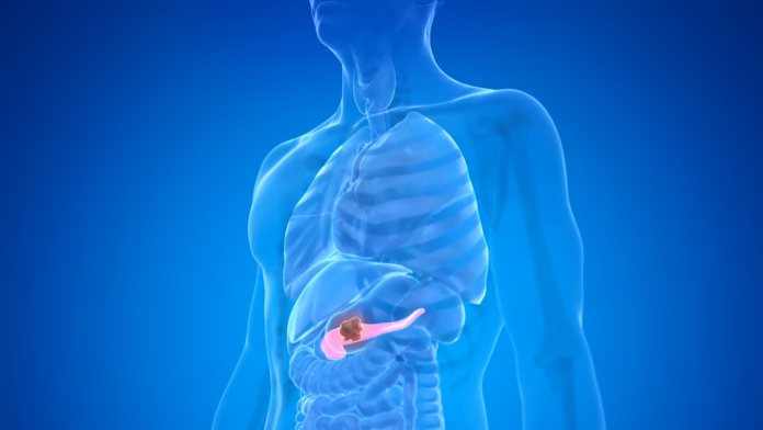 pancreas